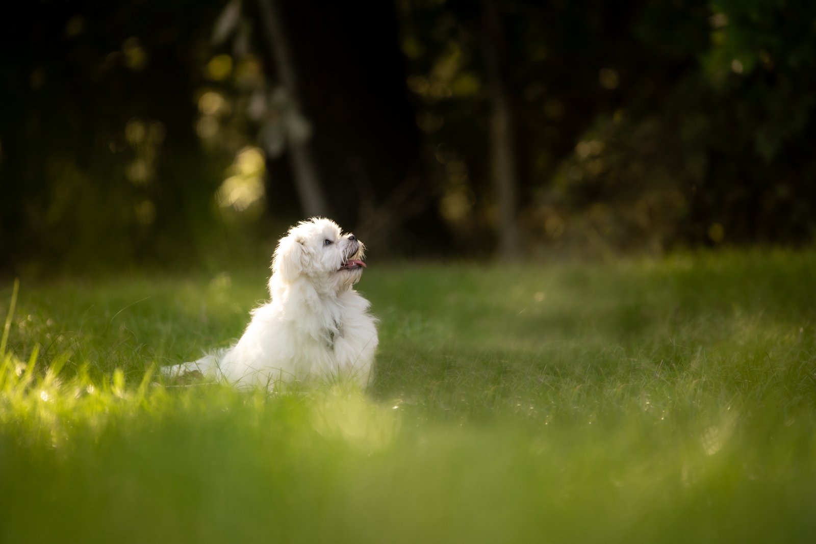 Szőke Nikolett portfolio